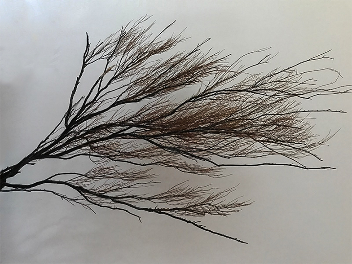 Black Coral the Gemstone of Hawaii Air to Hawaii