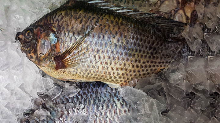 The Tilapia In Hawaii The Tilapia In Hawaii
